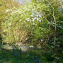 Cornus 'Eddie's White Wonder', Blakenham Woodland Garden, Suffolk