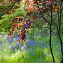 Acer palmatum surrounded by bluebells, Blakenham Woodland Garden, Suffolk