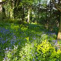 Bluebells, Blakenham Woodland Garden, Suffolk