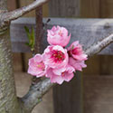 Peach blossom  - Prunus persica 'Peregrine'