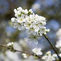 Damson blossom - Prunus insititia 'Merryweather'