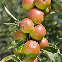 Apple - Malus domestica 'Queen Cox'