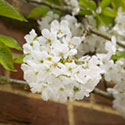 Cherry Blossom - Prunus avium 'Sunburst'