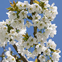 Cherry blossom - Prunus avium 'Summer Sun'