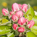 Apple blossom (pink bud stage) - Malus domestica 'Bramley's Seedling'