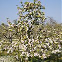 Pyramid apple tree - Malus domestica 'Lord Lambourne'
