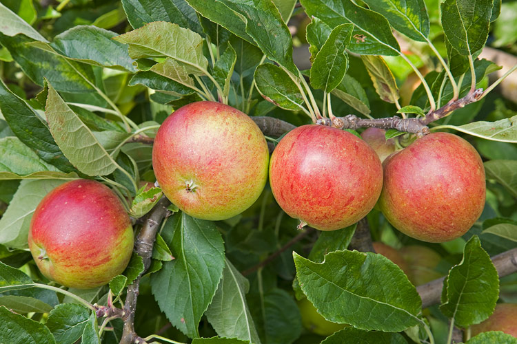 Apple Malus Domestica Fiesta Apple Malus Domestica Fiesta
