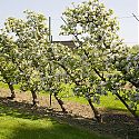 Oblique Cordon Apples - Malus domestica 'Lord Lambourne'