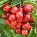 Sweet Cherry - Prunus avium 'Lapins' (syn. 'Cherokee')