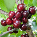 Sweet Cherry - Prunus avium 'Penny'