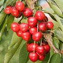 Sweet Cherry - Prunus avium 'Summit'