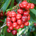 Sweet Cherry - Prunus avium 'Sunburst'