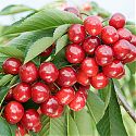Sweet Cherry - Prunus avium 'Zoe'