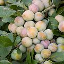 Bullace - Prunus insititia 'White Bullace'