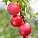 Cherry plum (Mirabelle hybrid) - Prunus cerasifera 'Gypsy'