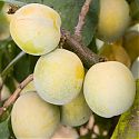 Gage - Prunus domestica 'Imperial Gage' (syn. Dennistons Superb)