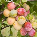 Gage - Prunus domestica 'Jefferson'