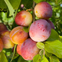 Plum - Prunus domestica 'Avalon'