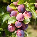 Plum - Prunus domestica 'Czar'