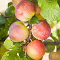 Plum - Prunus domestica 'Reeves'