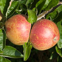 Apple - Malus domestica 'Kidd's Orange Red'