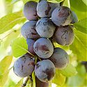 Plum - Prunus domestica 'Rivers Early Prolific'