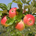 Apple - Malus domestica 'Early Windsor'