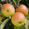 Apple - Malus domestica 'Falstaff'