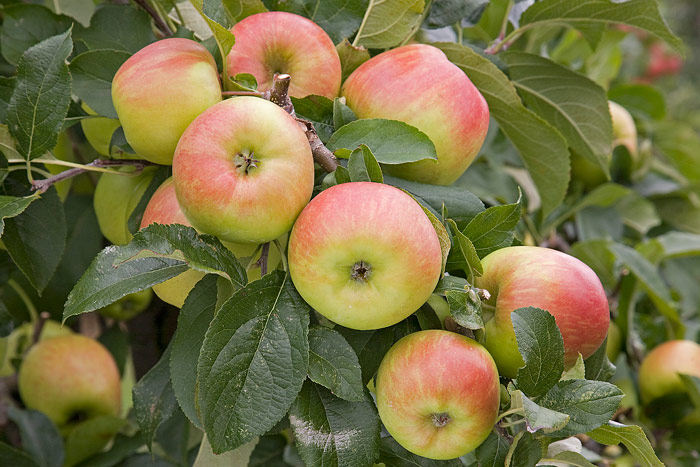 Apple Malus Domestica Delbarestival Apple Malus Domestica Delbarestival