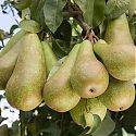 Pear - Pyrus communis 'Conference'