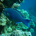Reef fish, Islands dive site, Dahab, Red Sea, Egypt.