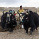 Yaks pulling plough, On route from Everest to Tingri, Tibet.