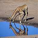 Giraffe, Etosha National Park, Namibia.
