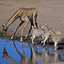 Giraffe, Zebra, Gemsbok & Impala, Etosha National Park, Namibia.