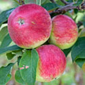 Apple - Malus domestica 'Tydeman's Early Worcester'