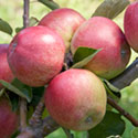 Apple - Malus domestica 'William Crump'