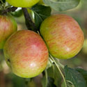 Apple - Malus domestica 'Laxton's Fortune'