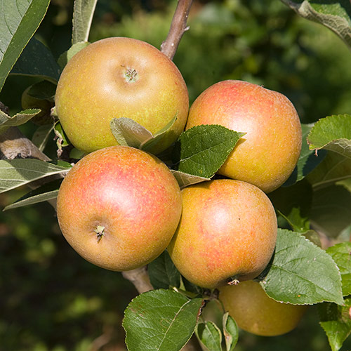Apple Malus Domestica Ashmead s Kernel 