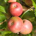 Apple - Malus domestica 'Fukunishiki'