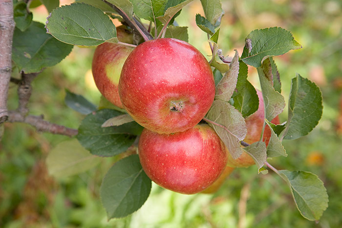 Apple Malus Domestica Bramley s Seedling 