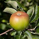 Apple - Malus domestica 'Bramley's Seedling'