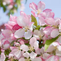 Crab Apple Blossom - Malus 'Spring Song'
