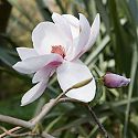 Magnolia 'Iolanthe', Blakenham Woodland Garden, Suffolk