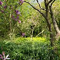 Magnolias in flower, Blakenham Woodland Garden, Suffolk