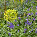 Euphorbia subsp. wulfenii surrounded by bluebells, Blakenham Woodland Garden, Suffolk
