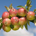 Apple - Malus domestica 'Worcester Pearmain'