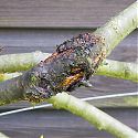Bacterial Canker on cherry