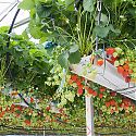 Commercial strawberry crop under glass (tabletop system)