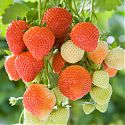 Strawberry - Fragaria x ananassa 'Sonata'