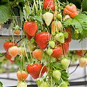 Strawberry - Fragaria x ananassa 'Sonata'